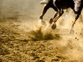 Palio di Asti horse racing details of galloping horses legs on hippodrome Royalty Free Stock Photo