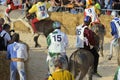 Palio of the donkeys of Alba (Cuneo-Italy) and the International White Truffle Fair