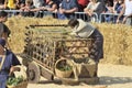 Palio of the donkeys of Alba (Cuneo-Italy) and the International White Truffle Fair