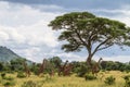 Palisade of necks. Very big herd of giraffes. Tarangire, Tanzania