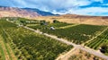 Palisade peach farms growing next to desert mountains