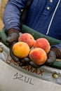 Palisade Peaches Royalty Free Stock Photo