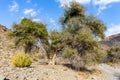 Paliurus spina-christi Jerusalem thorn tree broken in half in dry, rocky Wadi Ghargur riverbed, United Arab Emirates