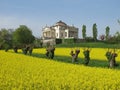 Palladio's Villa La Rotonda in spring with a rapeseed field Royalty Free Stock Photo