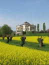 Palladio's Villa La Rotonda with a yellow field of rapeseed in Vicenza, Italy