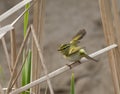 Pallas ' Boszanger, Pallas's Leaf-Warbler, Phylloscopus proregulu Royalty Free Stock Photo