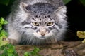 Pallas Cat Royalty Free Stock Photo