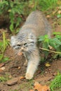 Pallas cat Royalty Free Stock Photo