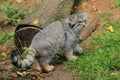 Pallas' cat Royalty Free Stock Photo