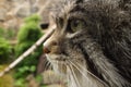 Pallas Cat Royalty Free Stock Photo