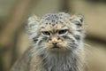 Pallas cat detail Royalty Free Stock Photo