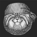 Pallas cat head. Bandana. Biker, pirate. Manul head. Wild cat portrait.