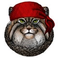 Pallas cat head. Manul head. Wild cat portrait. Bandana. Pirate. Motorcycle.