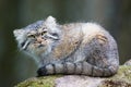 Pallas cat Royalty Free Stock Photo