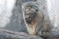 The Pallas cat Otocolobus manul, also called manul, is a small wild cat with a broad but fragmented distribution in the Royalty Free Stock Photo
