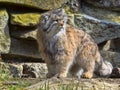 Pallas` cat, Otocolobus manul, a beautiful mountain cat Royalty Free Stock Photo
