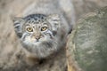 Pallas cat Otocolobus manul. Manul is living in the grasslands and montane steppes of Central Asia. Little cute baby manul. Royalty Free Stock Photo