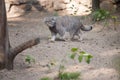 Pallas cat Otocolobus manul. Manul is living in the grasslands and montane steppes of Central Asia. Portrait of cute furry Royalty Free Stock Photo