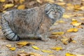 Pallas cat Otocolobus manul.  Manul is living in the grasslands and montane steppes of Central Asia. Portrait of cute furry Royalty Free Stock Photo