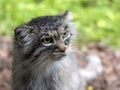 Pallas` cat, Otocolobus manul, looks around Royalty Free Stock Photo