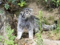 Pallas` cat, Otocolobus manul, looks around Royalty Free Stock Photo