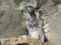 Pallas` cat, Otocolobus manul, looks around Royalty Free Stock Photo