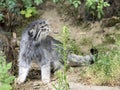 Pallas` cat, Otocolobus manul, looks around Royalty Free Stock Photo