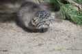 Pallas cat Otocolobus manul. Manul is living in the grasslands and montane steppes of Central Asia. Little cute baby manul. Royalty Free Stock Photo