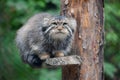 Pallas cat Otocolobus manul. Manul is living in the grasslands and montane steppes of Central Asia. Portrait of cute furry Royalty Free Stock Photo