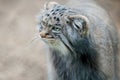 Pallas cat Otocolobus manul. Manul is living in the grasslands and montane steppes of Central Asia.  Portrait of cute furry Royalty Free Stock Photo