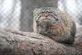 Pallas cat Otocolobus manul. Manul is living in the grasslands and montane steppes of Central Asia. Portrait of cute furry Royalty Free Stock Photo