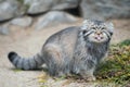 Pallas cat Otocolobus manul. Manul is living in the grasslands and montane steppes of Central Asia. Portrait of cute furry Royalty Free Stock Photo