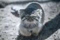 Pallas cat Otocolobus manul. Manul is living in the grasslands and montane steppes of Central Asia. Portrait of cute furry Royalty Free Stock Photo