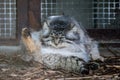 Pallas cat. Otocolobus manul. Manul. Portrait of cute furry adult manul in zoo. Royalty Free Stock Photo