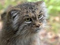 Pallas` Cat, Otocolobus Manul, One Of The Most Beautiful Cats
