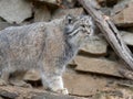 Pallas` cat, Otocolobus manul, one of the most beautiful cats Royalty Free Stock Photo