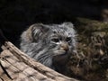 PallasÃÂ´ cat, Otocolobus manul, is one of the most beautiful felines