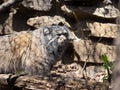 PallasÃÂ´ cat, Otocolobus manul, is one of the most beautiful felines