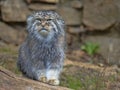 Pallas` cat, Otocolobus manul, portrait of a male Royalty Free Stock Photo