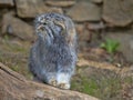 Pallas` cat, Otocolobus manul, portrait of a male Royalty Free Stock Photo