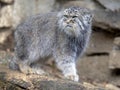 Pallas` cat, Otocolobus manul, portrait of a male Royalty Free Stock Photo