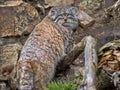 Pallas` cat, Otocolobus manul, is a very beautiful mountain cat Royalty Free Stock Photo