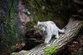 Pallas Cat Royalty Free Stock Photo