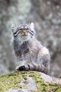 Pallas cat watching out Royalty Free Stock Photo