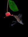 Pallas long-tongued bat Glossophaga soricina South and Central American bat with a fast metabolism that feeds on nectar, flying