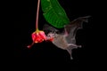 Pallas long-tongued bat Glossophaga soricina South and Central American bat with a fast metabolism that feeds on nectar, flying