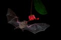 Pallas long-tongued bat Glossophaga soricina South and Central American bat with a fast metabolism that feeds on nectar, flying