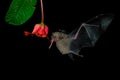 Pallas long-tongued bat Glossophaga soricina South and Central American bat with a fast metabolism that feeds on nectar, flying