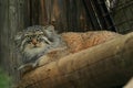 Pallas's Cat Royalty Free Stock Photo