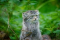 A Pallas`s cat in forest undergrowth